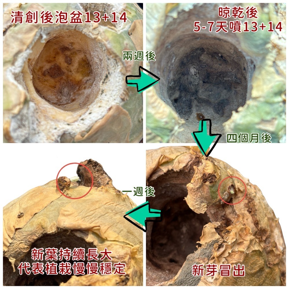 3W 植物抗菌組合(13+14)｜炭疽病專用｜多肉 塊根 觀葉｜防菌營養劑組合-細節圖2