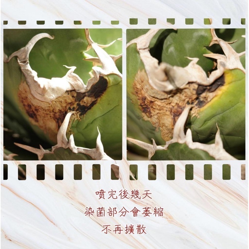 3W 植物抗菌組合(13+14)｜炭疽病專用｜多肉 塊根 觀葉｜防菌營養劑組合-細節圖3