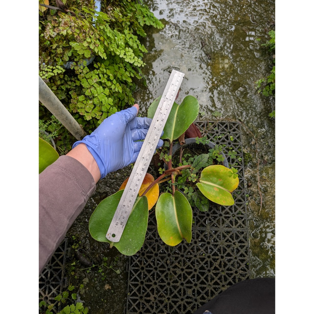 N. nebularum 雲霧豬籠草 編家 食蟲植物 豬籠草-細節圖3
