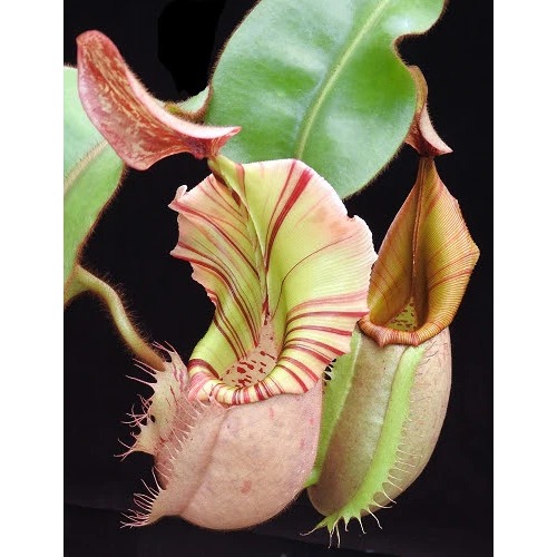 BE4033,N.veitchii bario highland BE維奇豬籠草 編家 食蟲植物-細節圖2