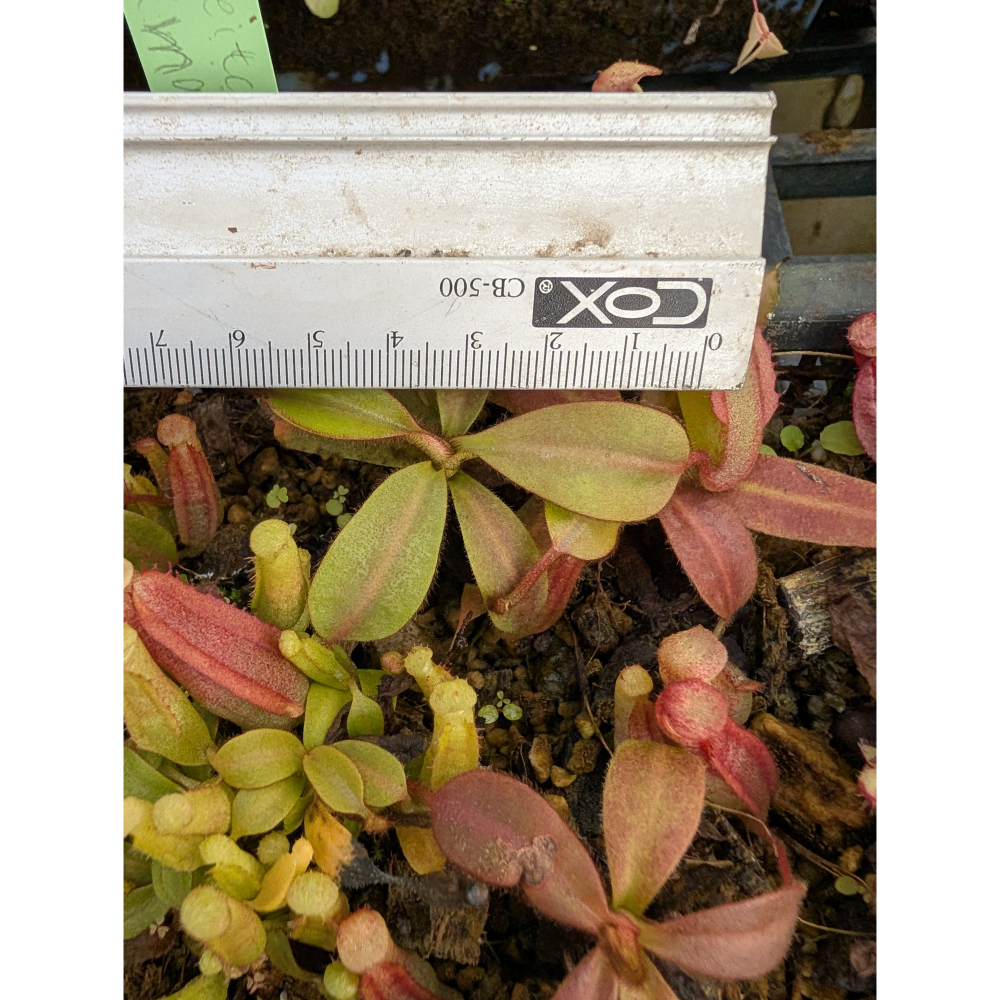 BE4033,N.veitchii bario highland BE維奇豬籠草 編家 食蟲植物-細節圖3