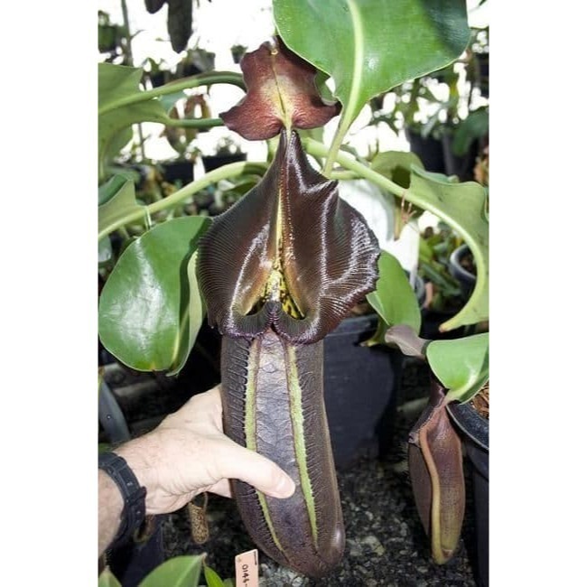 N. robcantleyi BE3517 羅伯坎特利豬籠草 食蟲植物 編家-細節圖2