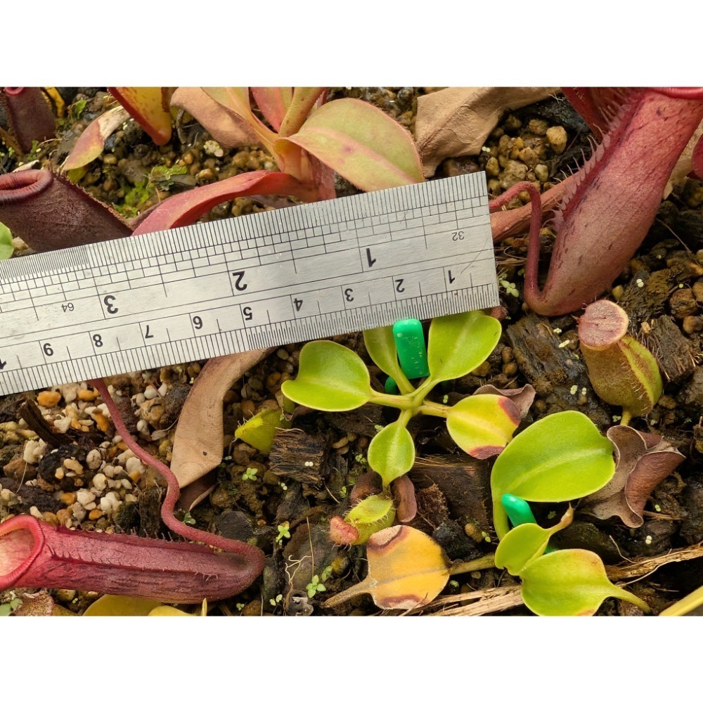 N. robcantleyi BE3517 羅伯坎特利豬籠草 食蟲植物 編家-細節圖4