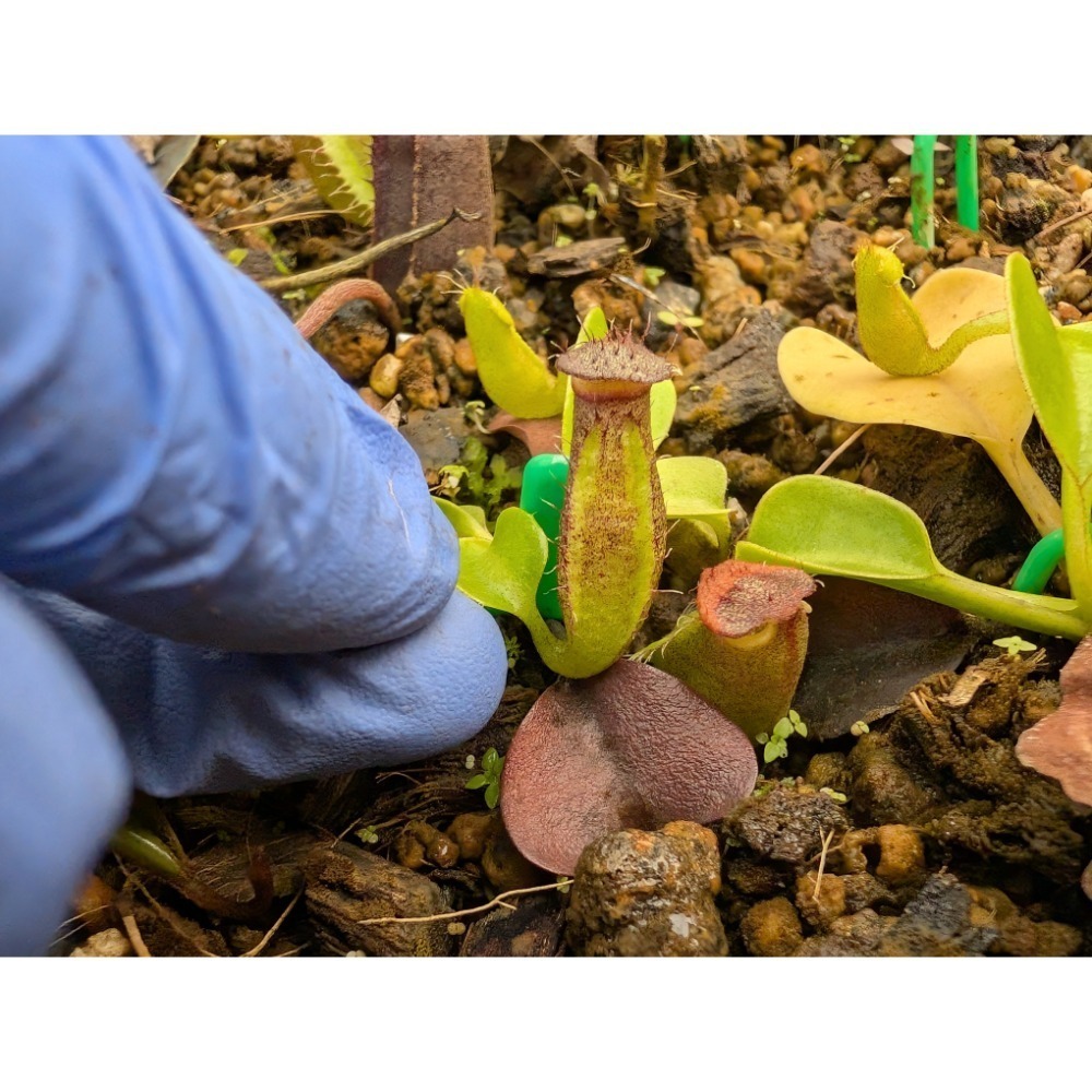 N. robcantleyi BE3517 羅伯坎特利豬籠草 食蟲植物 編家-細節圖5