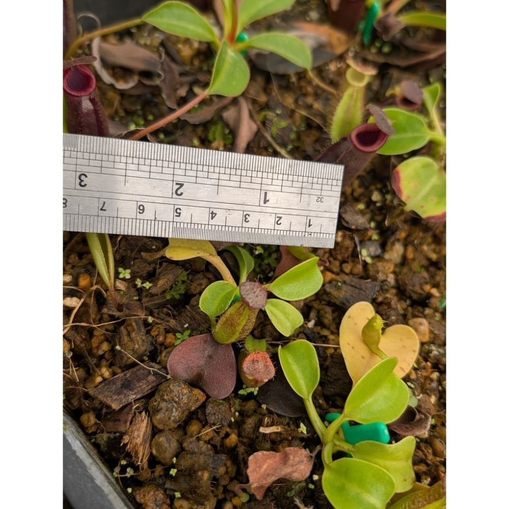 N. robcantleyi BE3517 羅伯坎特利豬籠草 食蟲植物 編家-細節圖6