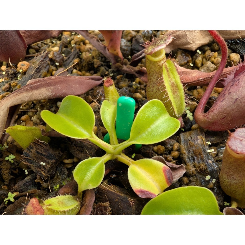 展約4~5公分