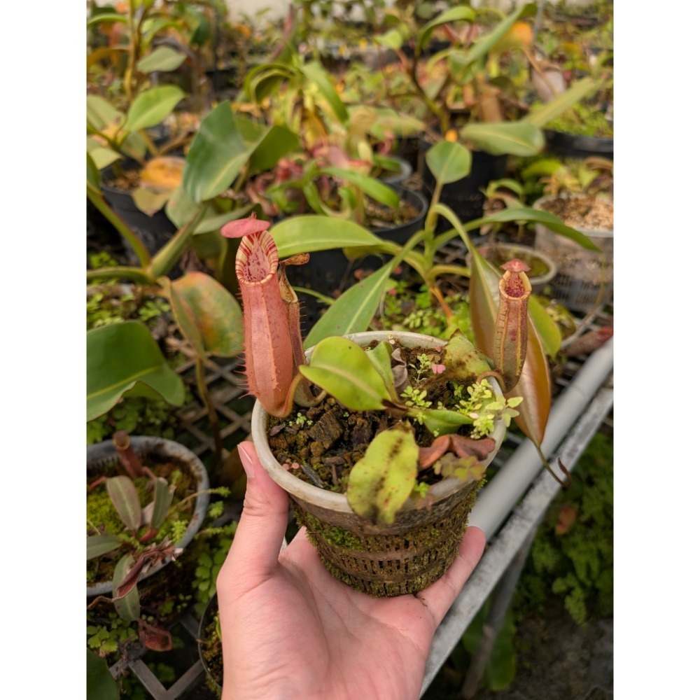 N.veitchii veitchii be3646 x Y＇s 鈴木維奇 食蟲植物 豬籠草 編家-細節圖3