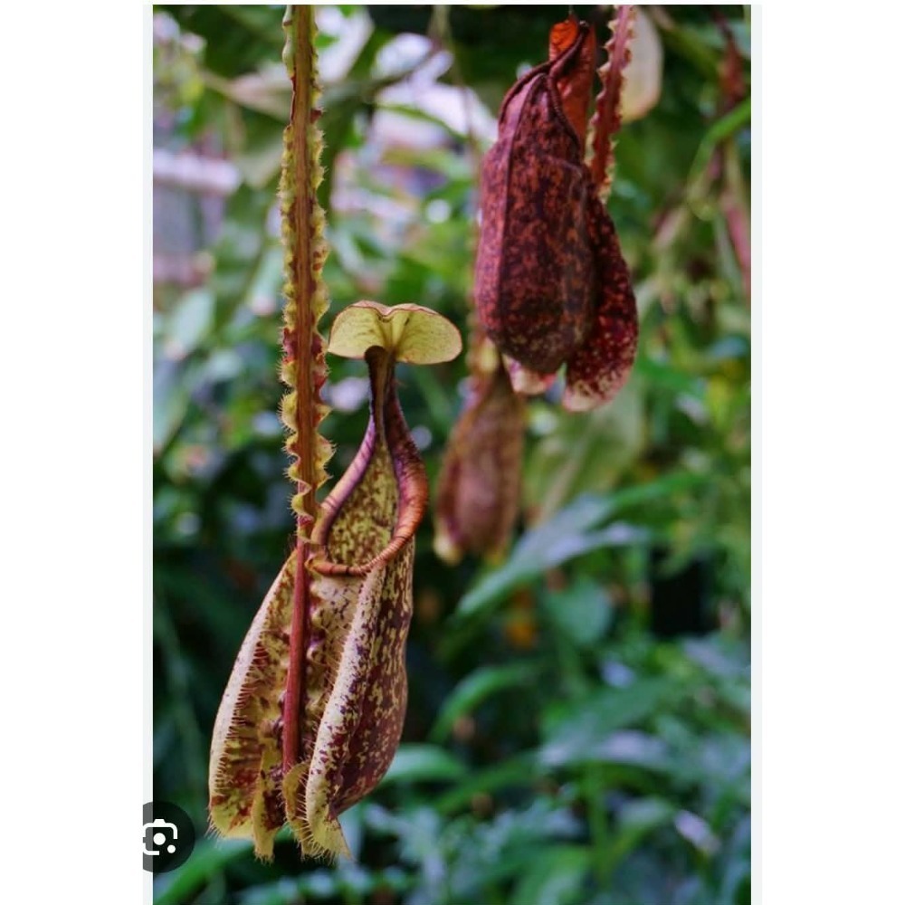 N. mirabilis wings x rafflesiana 捲翅奇異萊佛士豬籠草 食蟲植物 編家-細節圖2