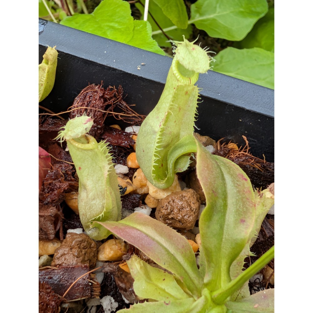 N. mirabilis wings x rafflesiana 捲翅奇異萊佛士豬籠草 食蟲植物 編家-細節圖4