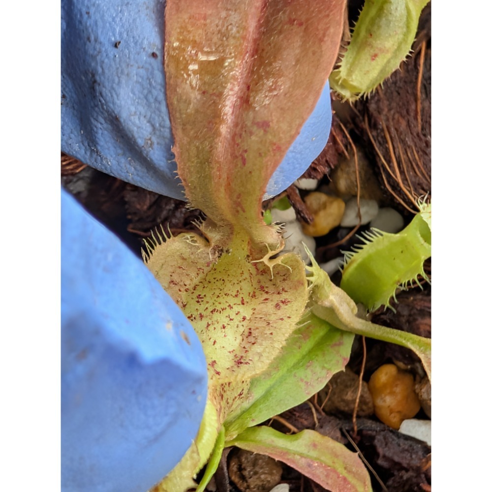 N. mirabilis wings x rafflesiana 捲翅奇異萊佛士豬籠草 食蟲植物 編家-細節圖5