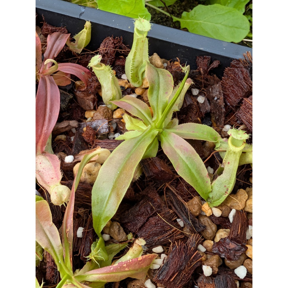 N. mirabilis wings x rafflesiana 捲翅奇異萊佛士豬籠草 食蟲植物 編家-規格圖6