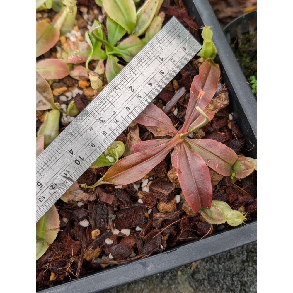 N. mirabilis wings x rafflesiana 捲翅奇異萊佛士豬籠草 食蟲植物 編家-規格圖6