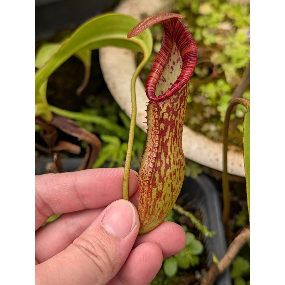 N. pulchra 美麗豬籠草 罕見原種 食蟲植物 豬籠草 編家-細節圖2