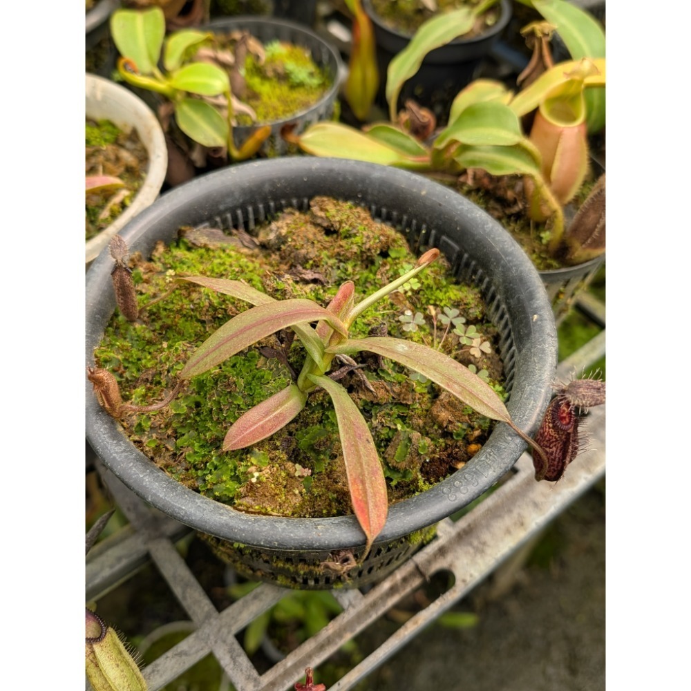 N. hamata katopasa 鉤唇豬籠草 食蟲植物 編家-細節圖2