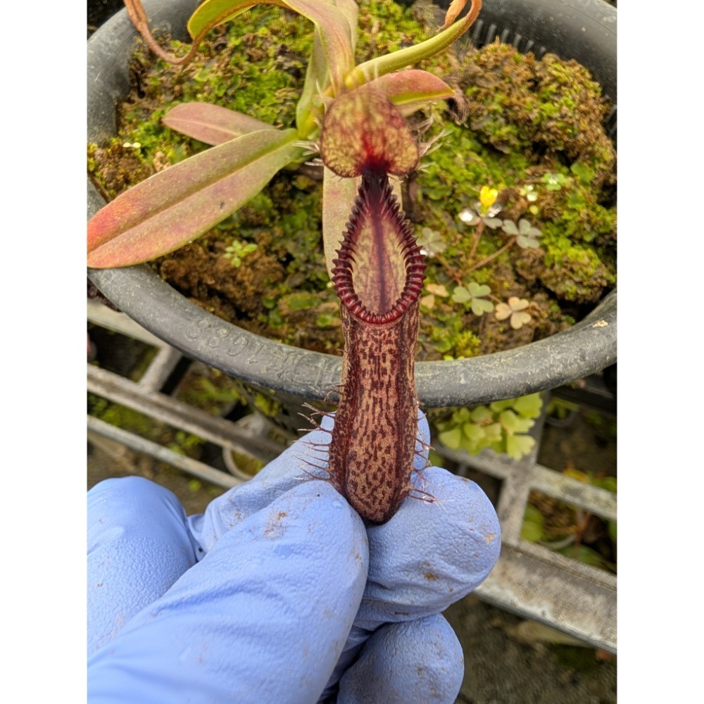 N. hamata katopasa 鉤唇豬籠草 食蟲植物 編家-細節圖3