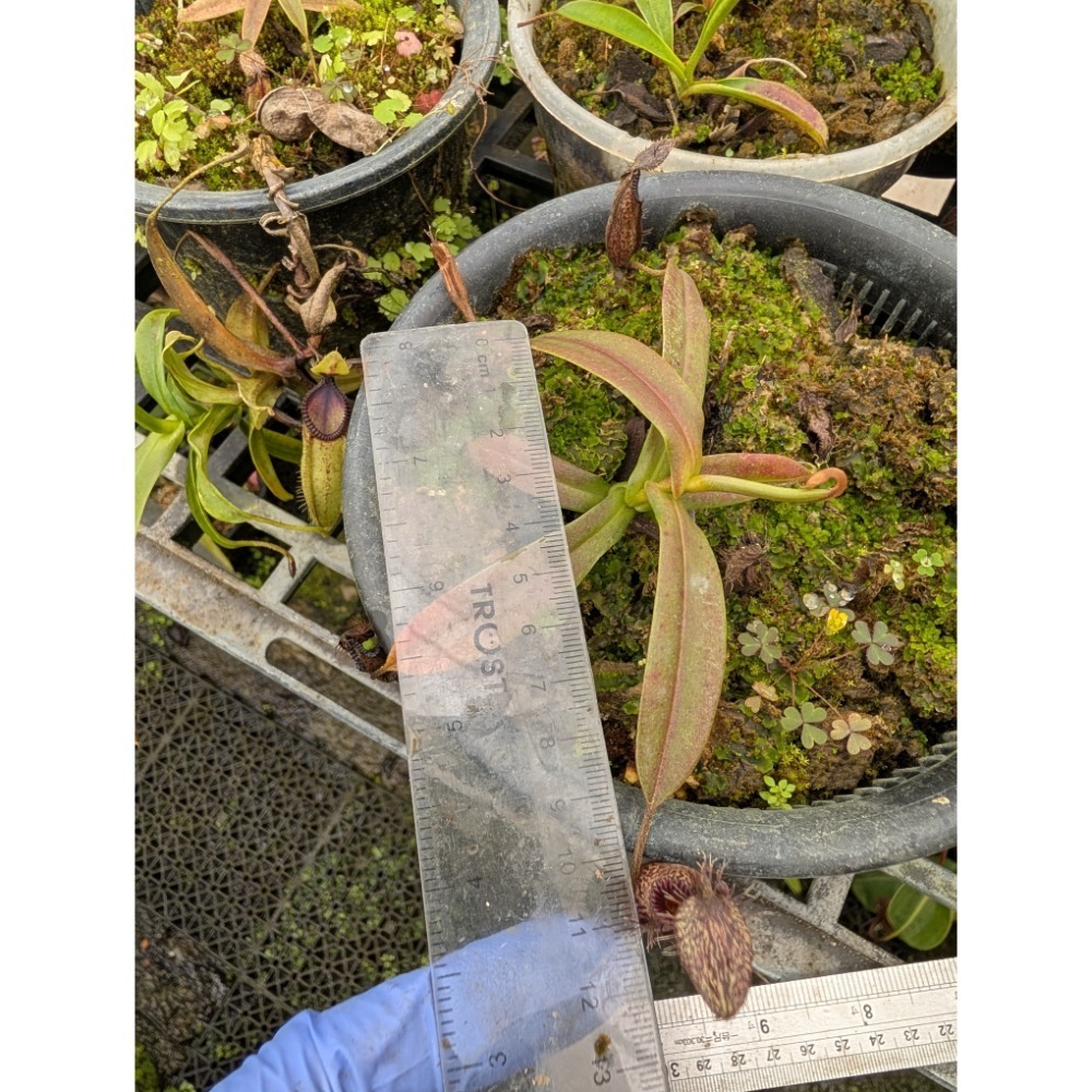 N. hamata katopasa 鉤唇豬籠草 食蟲植物 編家-細節圖4