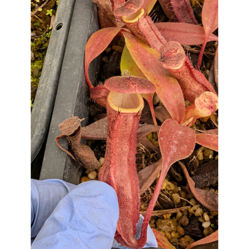 N. boschiana ＇Gng Sakumpang＇ BE3643 BE黑包希豬籠草 食蟲植物 編家-細節圖3