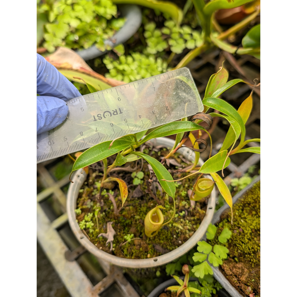 N. jamban 馬桶豬籠草 食蟲植物 編家-細節圖5