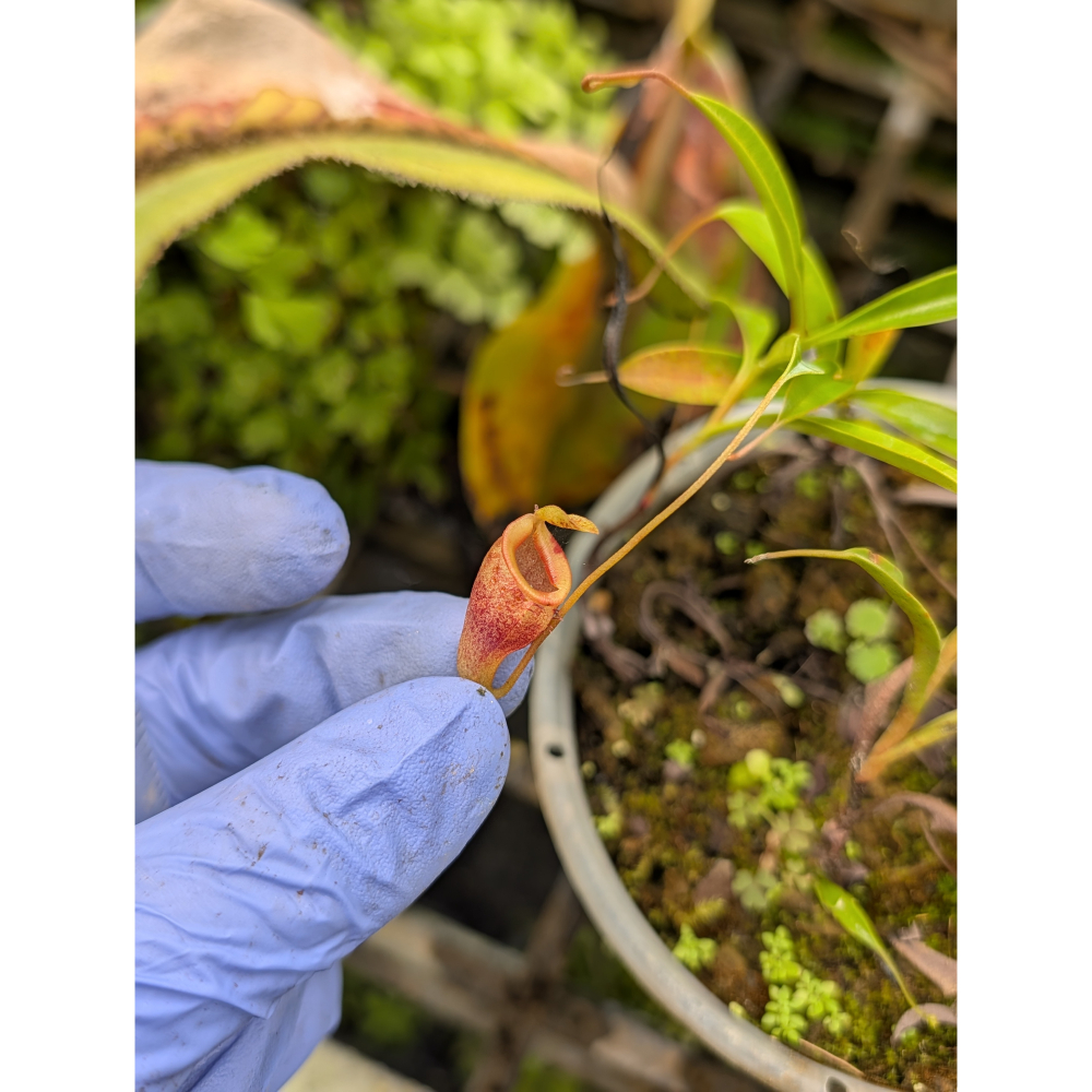 N. jamban 馬桶豬籠草 食蟲植物 編家-細節圖6