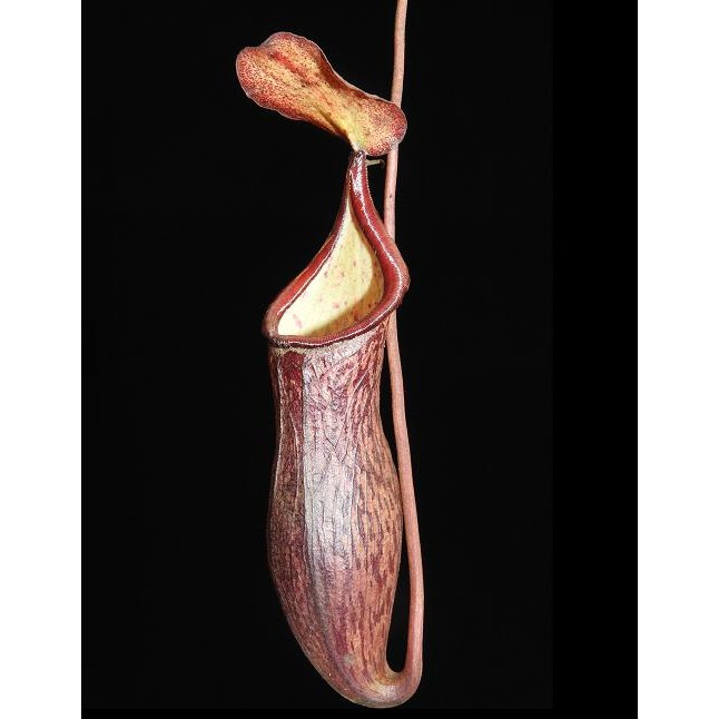 N.ceciliae 賽西爾豬籠草 食蟲植物 編家-細節圖2