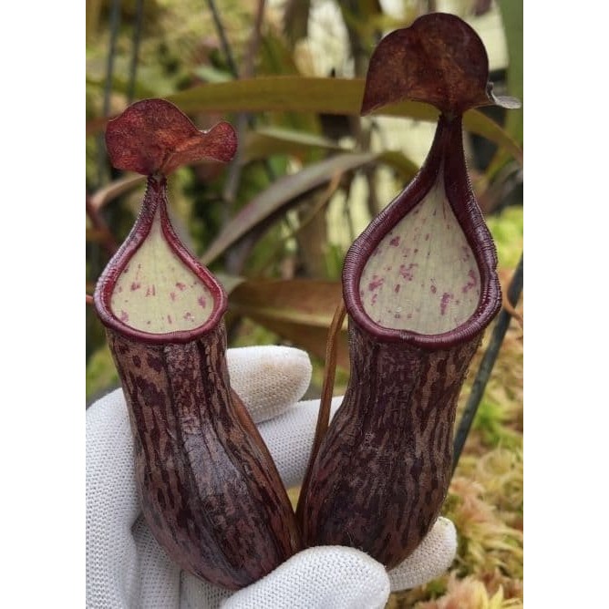 N.ceciliae 賽西爾豬籠草 食蟲植物 編家-細節圖3