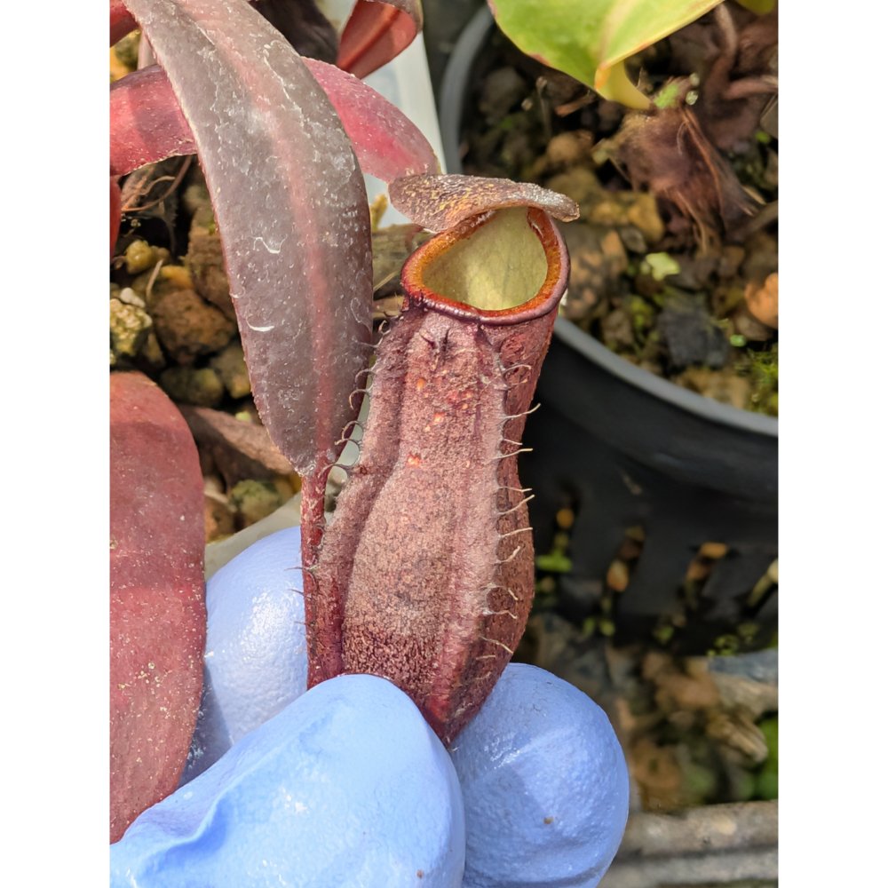 N.ceciliae 賽西爾豬籠草 食蟲植物 編家-細節圖4