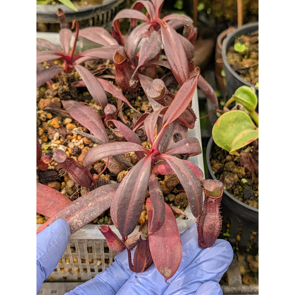 N.ceciliae 賽西爾豬籠草 食蟲植物 編家-細節圖5