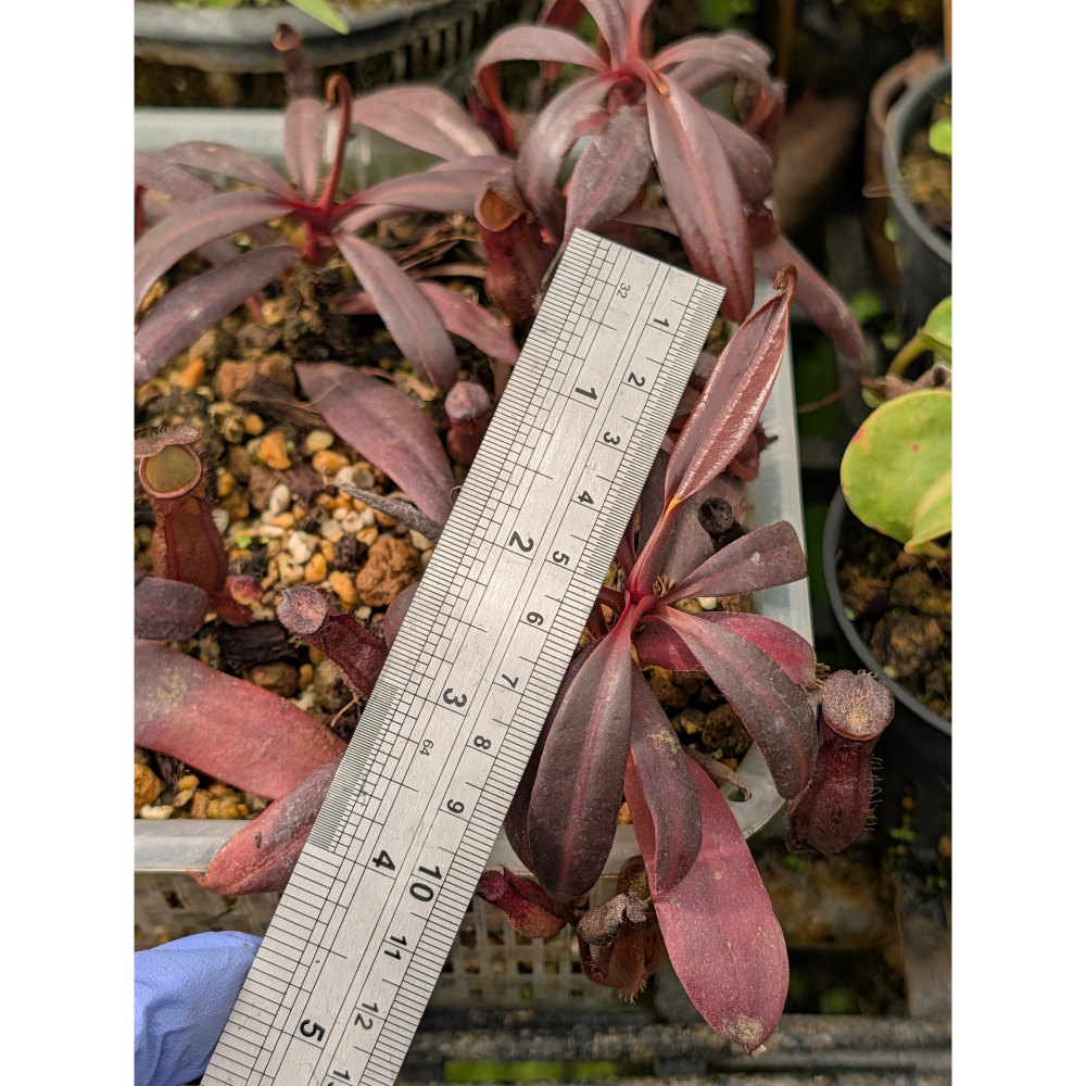 N.ceciliae 賽西爾豬籠草 食蟲植物 編家-細節圖6