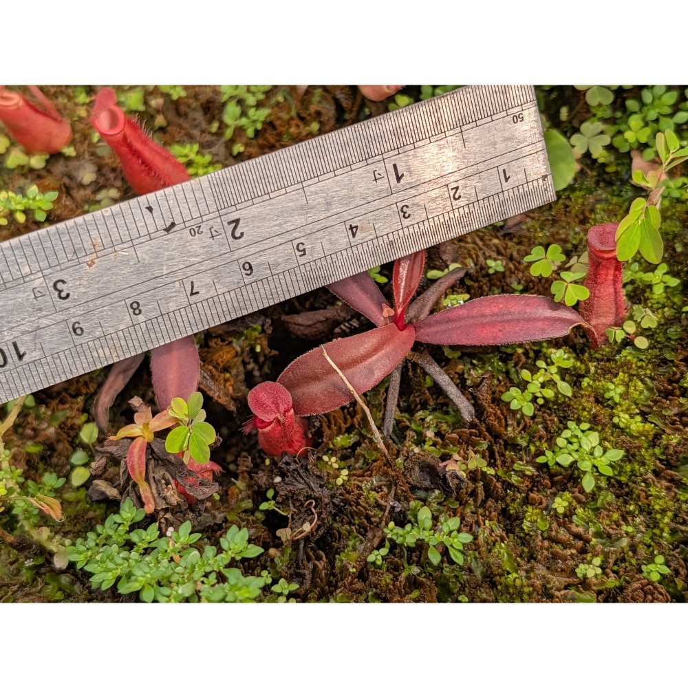 N.albomarginata all red 全紅白環豬籠草 食蟲植物 編家-細節圖2