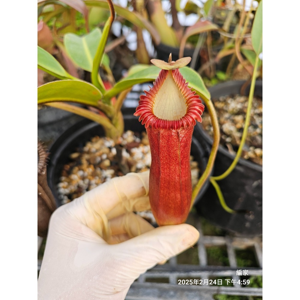 N. macrophylla 大葉豬籠草 食蟲植物 編家-細節圖2