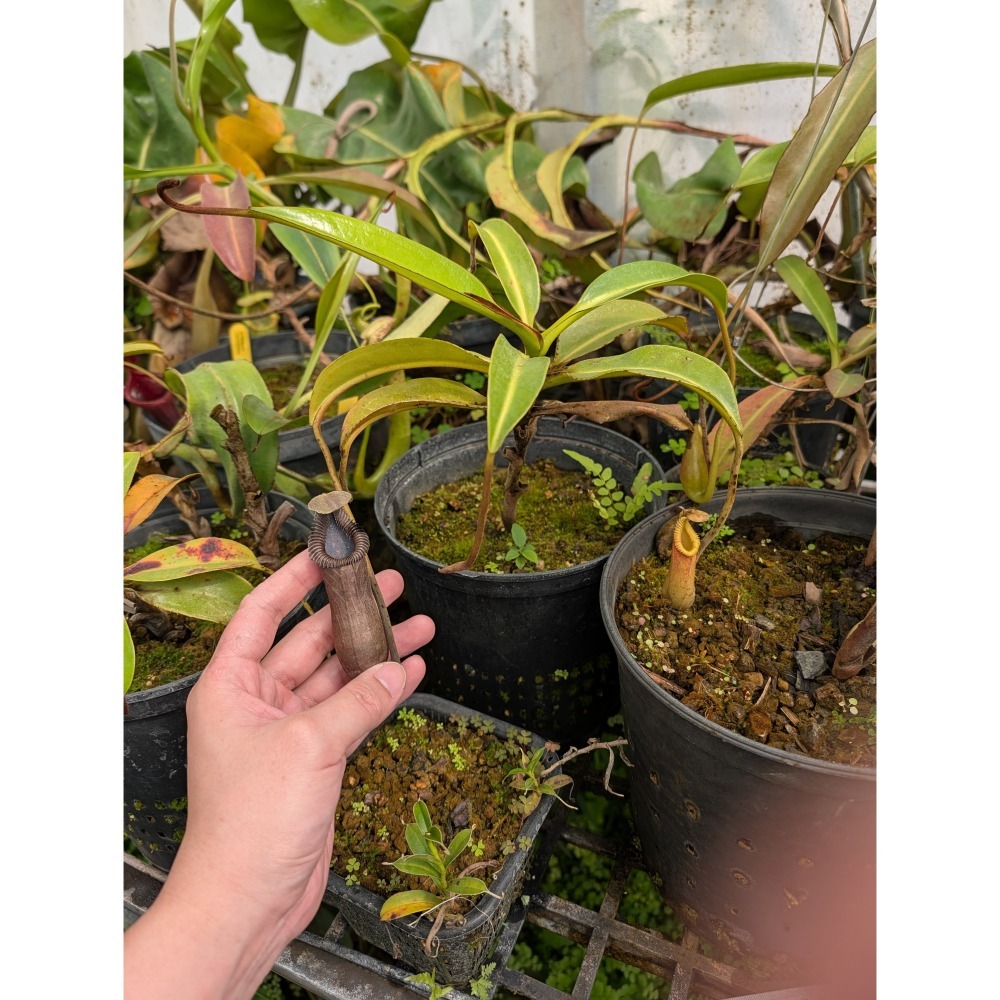N. macrophylla 大葉豬籠草 食蟲植物 編家-細節圖3