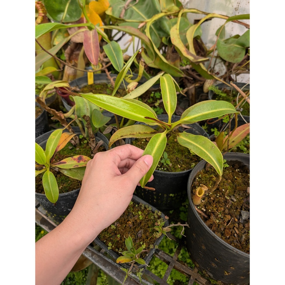 N. macrophylla 大葉豬籠草 食蟲植物 編家-細節圖4
