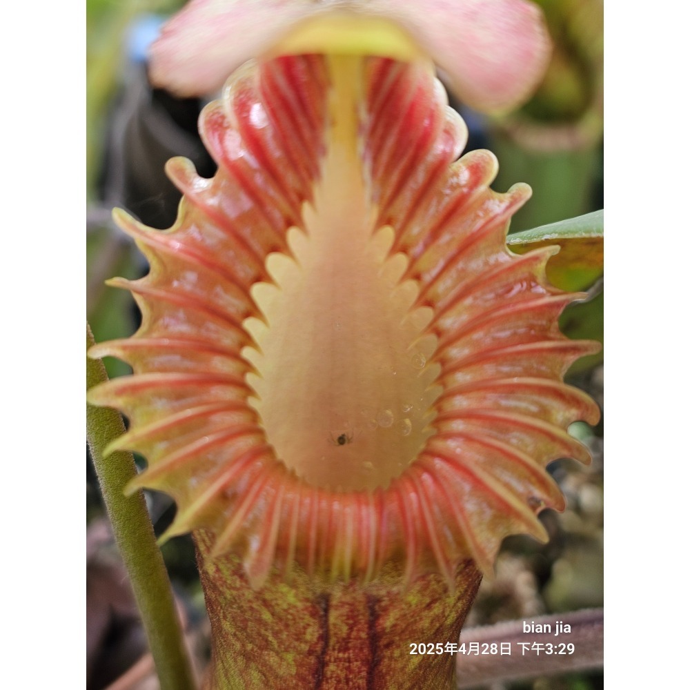 N. macrophylla 大葉豬籠草 食蟲植物 編家-細節圖6