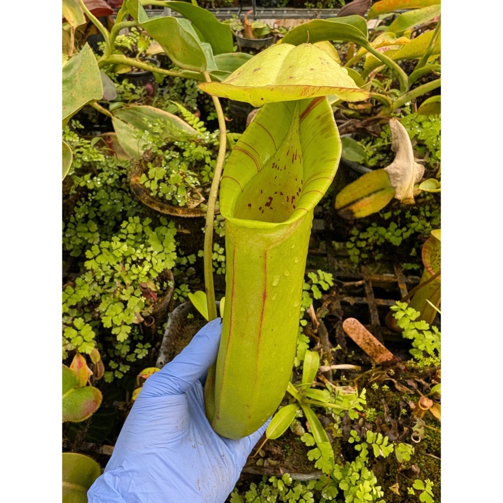 N.truncata x ephippiata EP 寶特鞍型豬籠草 食蟲植物 編家-細節圖2