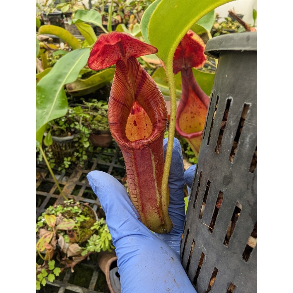N.truncata x ephippiata EP 寶特鞍型豬籠草 食蟲植物 編家-細節圖3