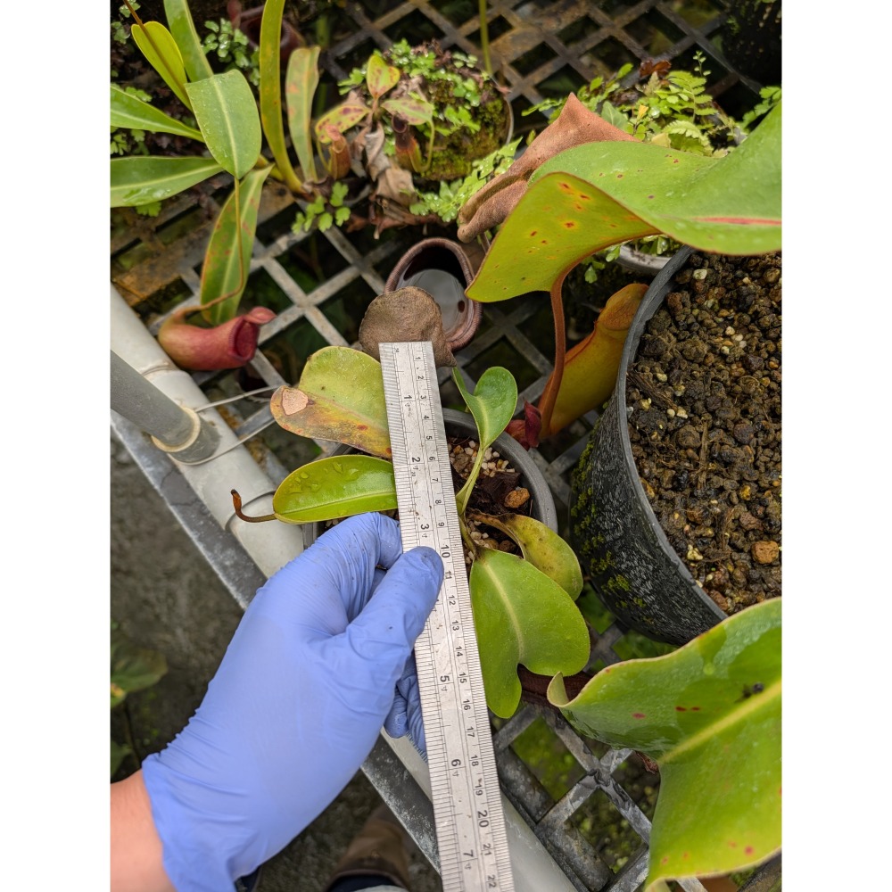 N.truncata x ephippiata EP 寶特鞍型豬籠草 食蟲植物 編家-細節圖4