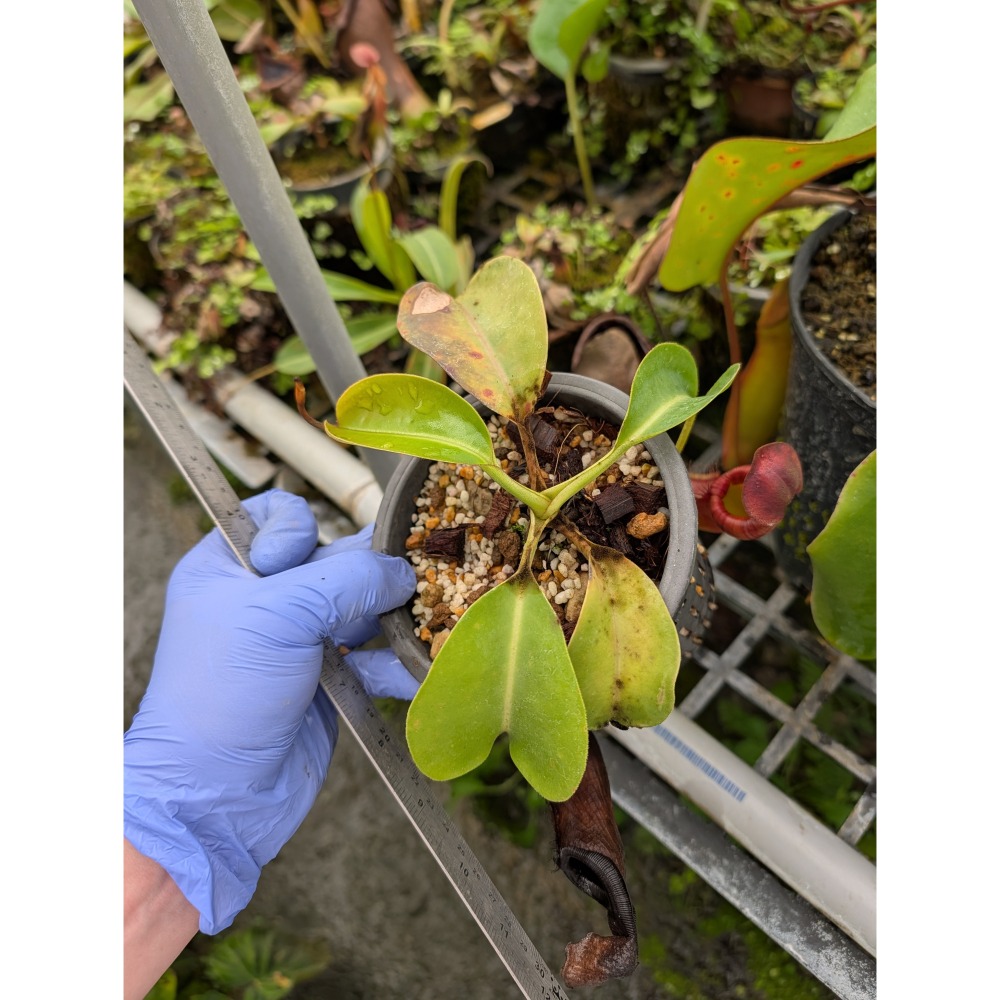 N.truncata x ephippiata EP 寶特鞍型豬籠草 食蟲植物 編家-細節圖5
