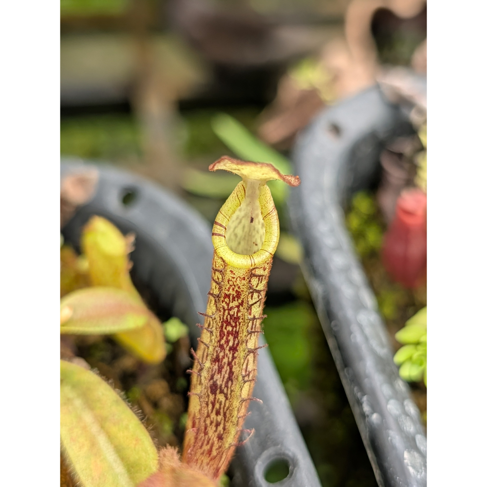 N. platychila BE4065 寬唇豬籠草 食蟲植物 編家-細節圖2