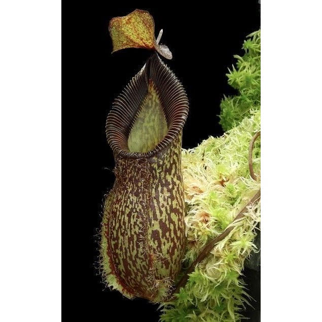 N.talangensis x hamata 塔闌山鉤唇豬籠草 食蟲植物 編家-細節圖2