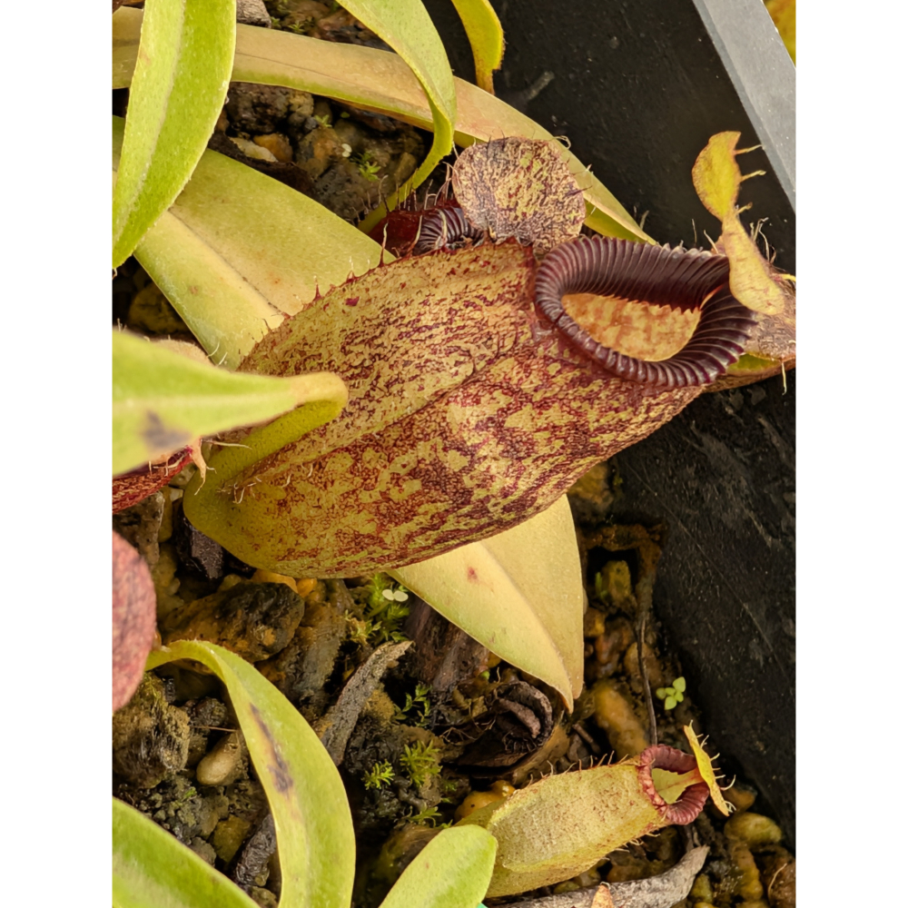 N.talangensis x hamata 塔闌山鉤唇豬籠草 食蟲植物 編家-細節圖3