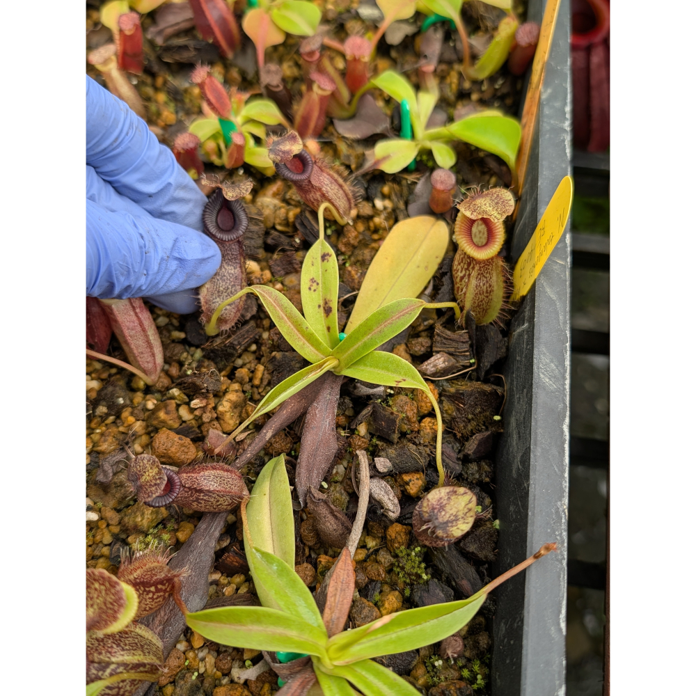 N.talangensis x hamata 塔闌山鉤唇豬籠草 食蟲植物 編家-細節圖4