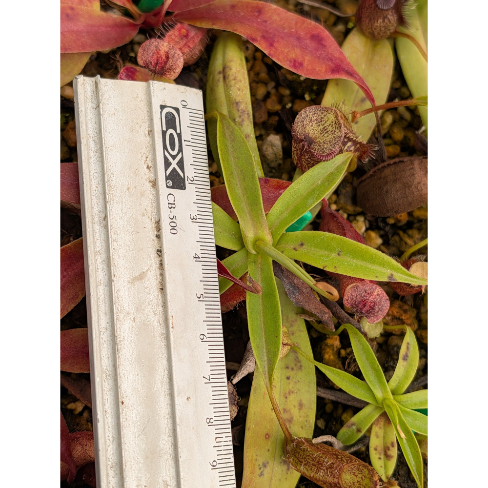 N.talangensis x hamata 塔闌山鉤唇豬籠草 食蟲植物 編家-細節圖5