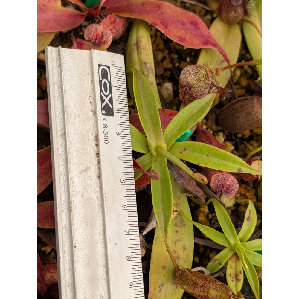N.talangensis x hamata 塔闌山鉤唇豬籠草 食蟲植物 編家-規格圖6
