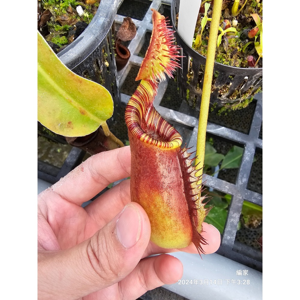 N. lowii x ephippiata 勞氏鞍型豬籠草 食蟲植物 編家-細節圖2