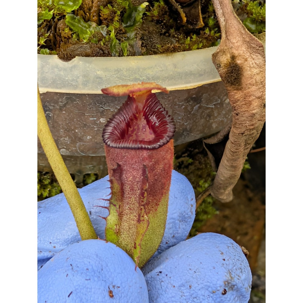 N. lowii x ephippiata 勞氏鞍型豬籠草 食蟲植物 編家-細節圖4
