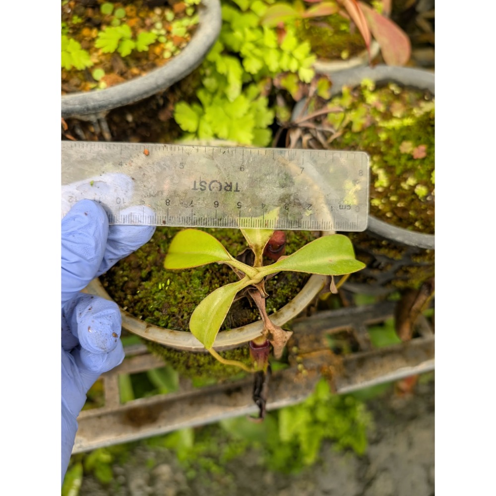 N. lowii x ephippiata 勞氏鞍型豬籠草 食蟲植物 編家-規格圖6