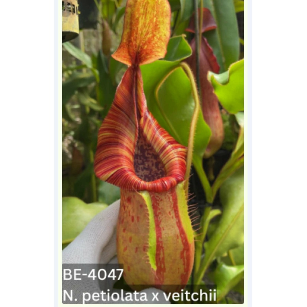 N. petiolata x veitchii BE4047 有柄維奇豬籠草 食蟲植物 編家-細節圖2