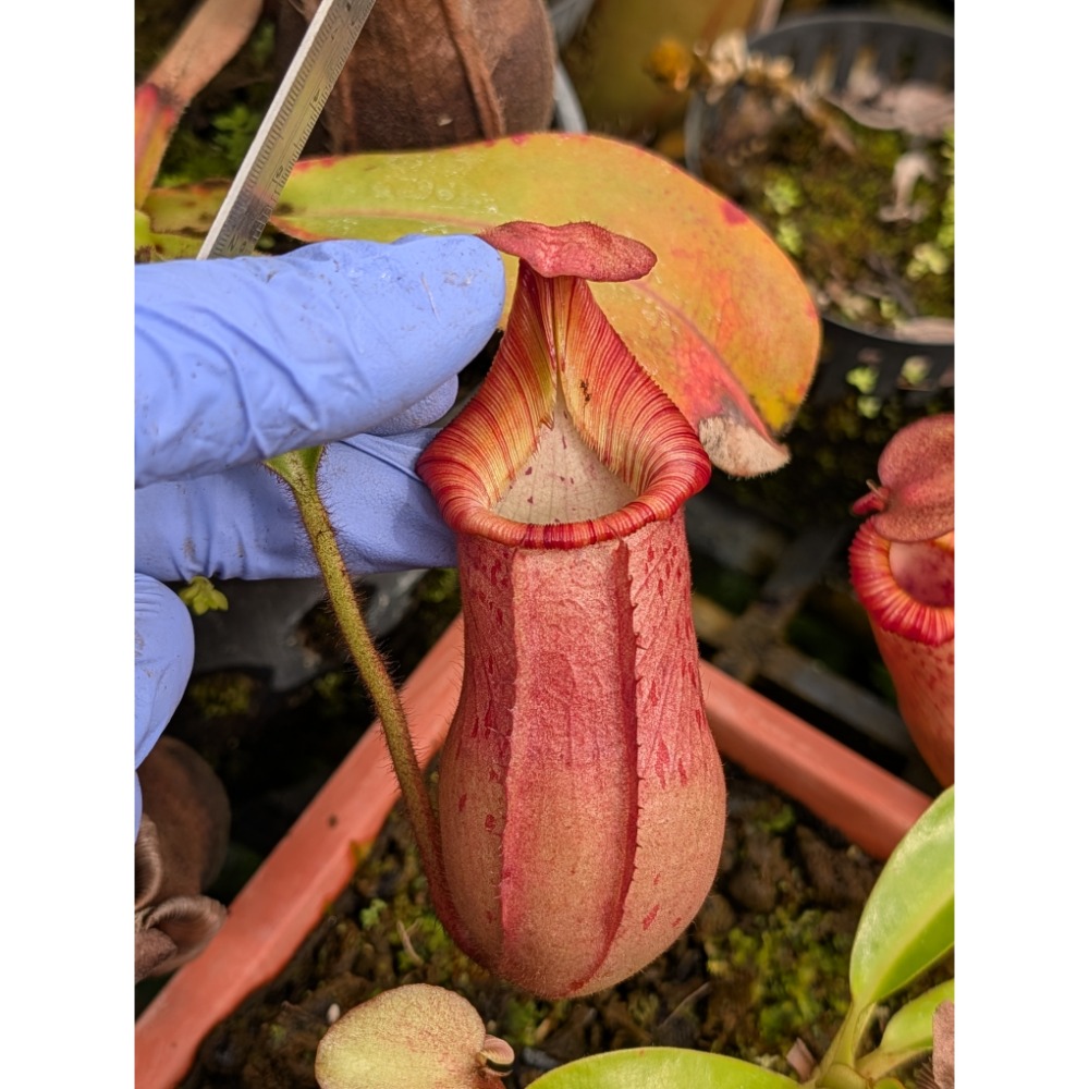 N. petiolata x veitchii BE4047 有柄維奇豬籠草 食蟲植物 編家-細節圖3