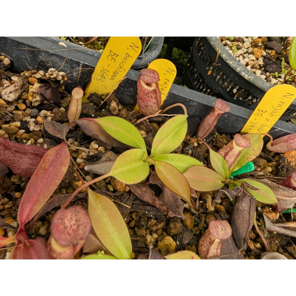 N. rajah x burbidgeae BE3931 馬來王豹斑豬籠草 食蟲植物 編家-細節圖2