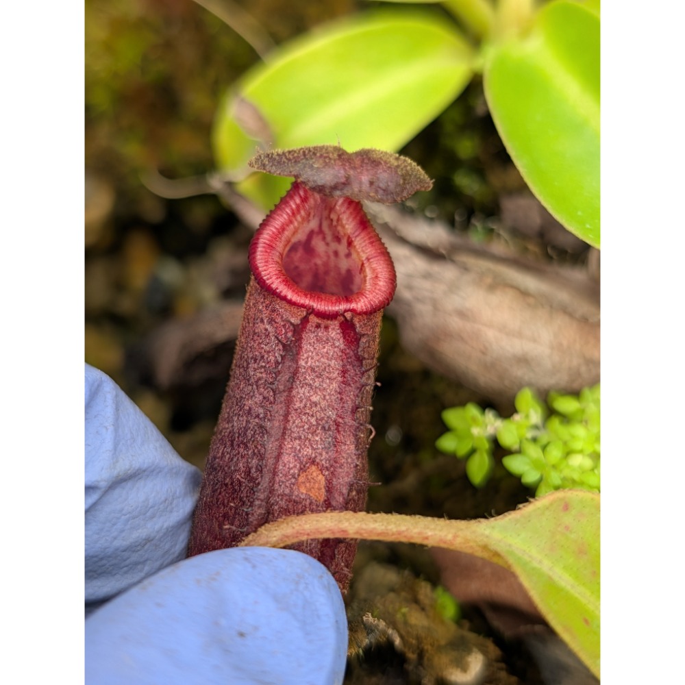 N. robcantleyi x(burbidgeae x edwardsiana)BE4023 黑寶特豹愛豬籠草 編-細節圖4